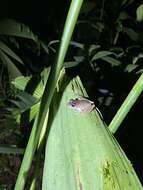 Image of Isla Bonita Robber Frog