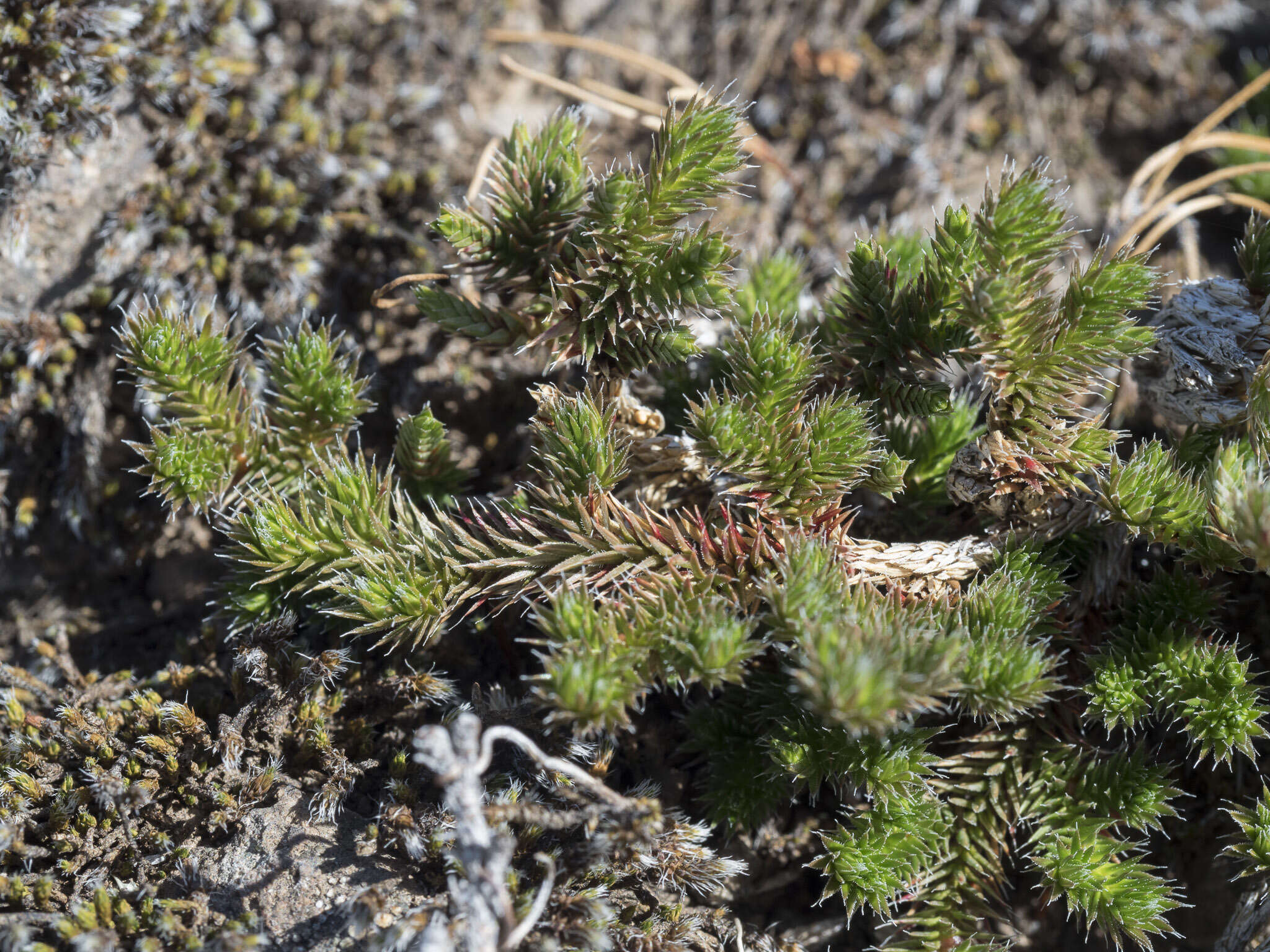 Image of Hansen's spikemoss