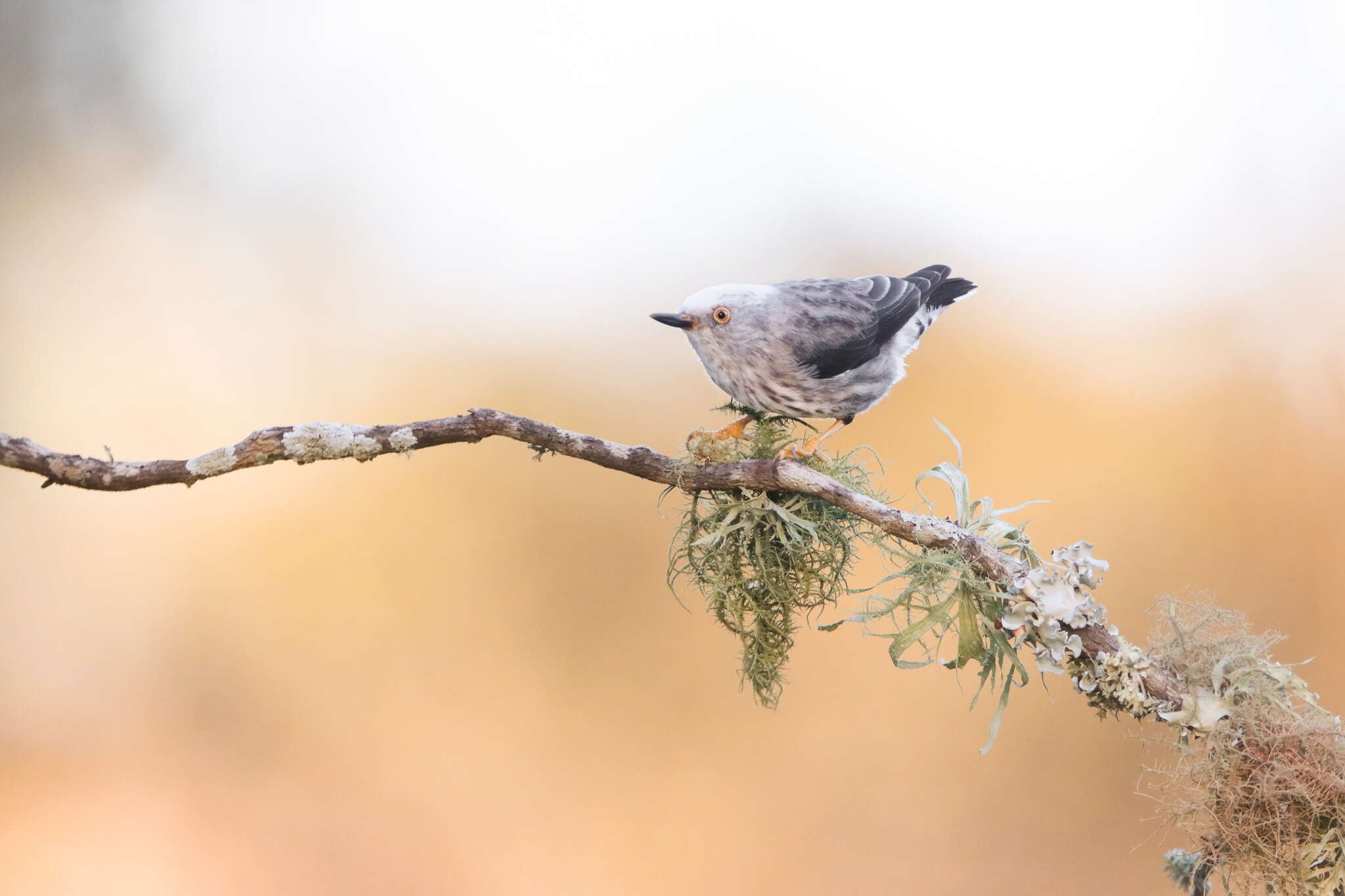 Image of Daphoenositta chrysoptera leucocephala (Gould 1838)