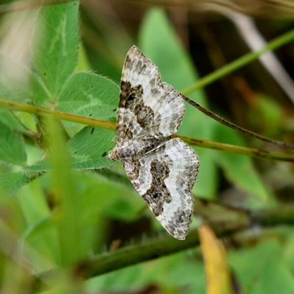 Epirrhoe alternata Müller 1794 resmi