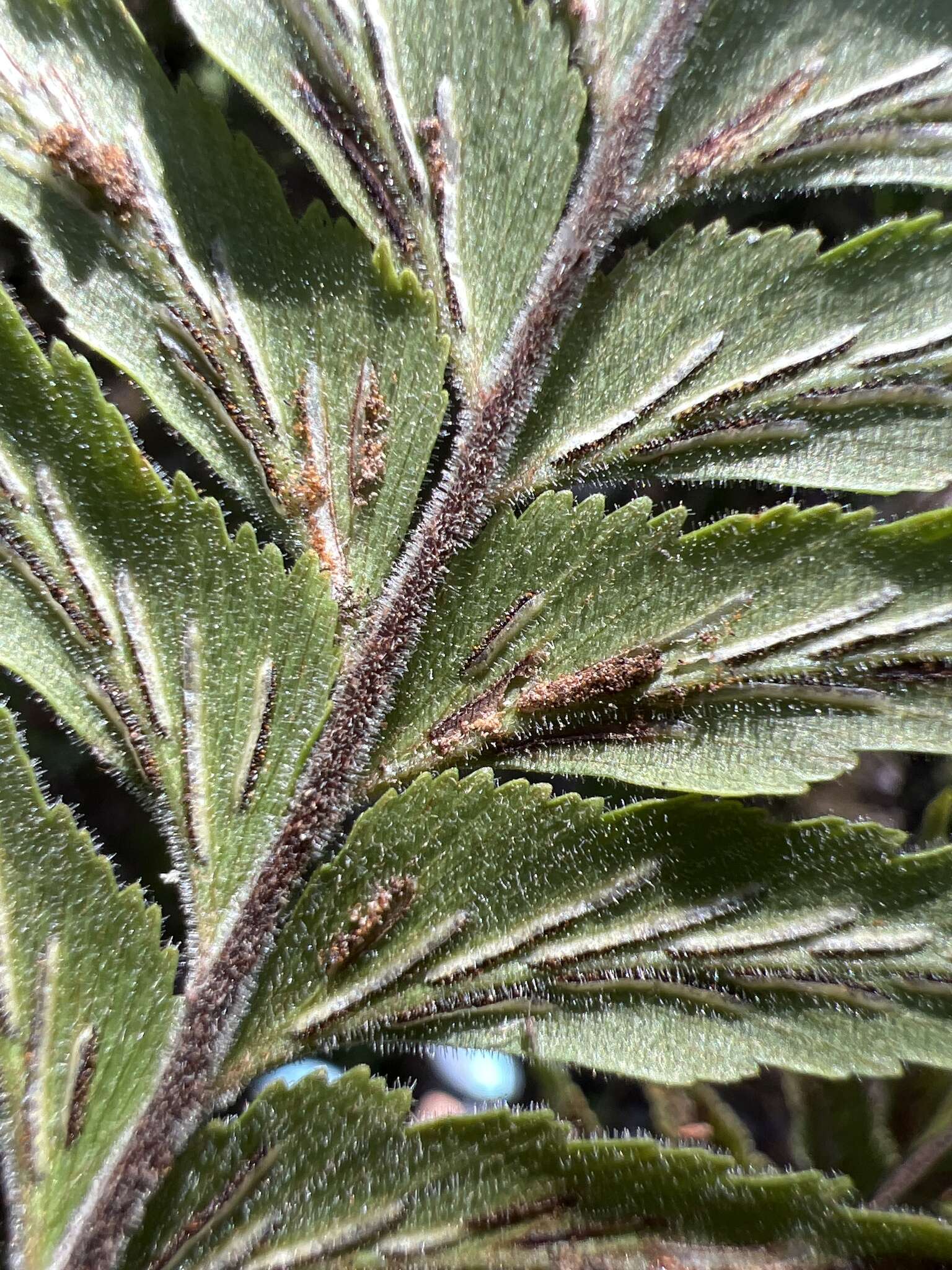 Image of Forest Spleenwort