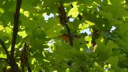 Image of Blackburnian Warbler