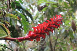 Image of Pitcairnia nigra (Carrière) André