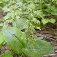 Image of Broadlipped twayblade