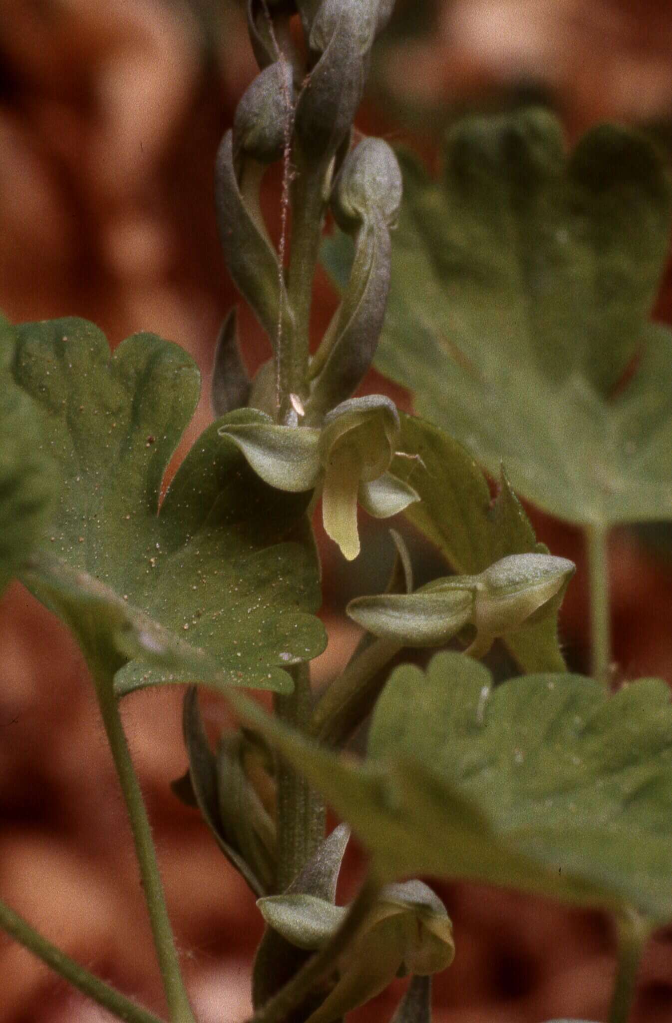 Image of Alcove Bog Orchid