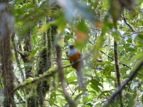 Слика од Harpactes whiteheadi Sharpe 1888