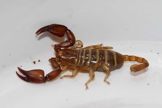 Euscorpius lesbiacus Tropea, Fet, Parmakelis, Kotsakiozi, Stathi & Zafeiriou 2020 resmi