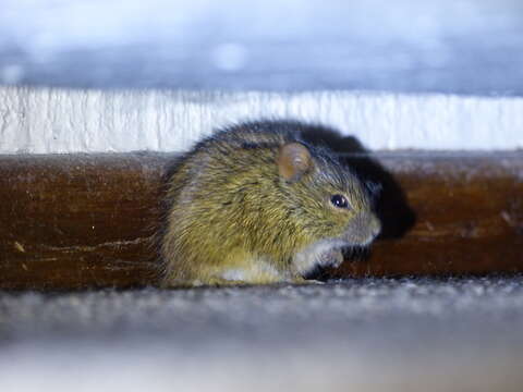 Image of Four-striped Grass Mouse