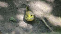 Image of Cape May Warbler