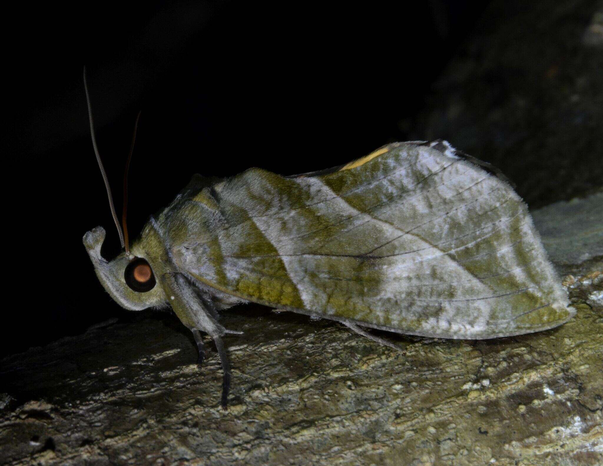 Image of Eudocima cocalus (Cramer 1777)