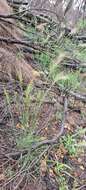 Image of Austrostipa densiflora (Hughes) S. W. L. Jacobs & J. Everett