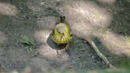 Image of Cape May Warbler