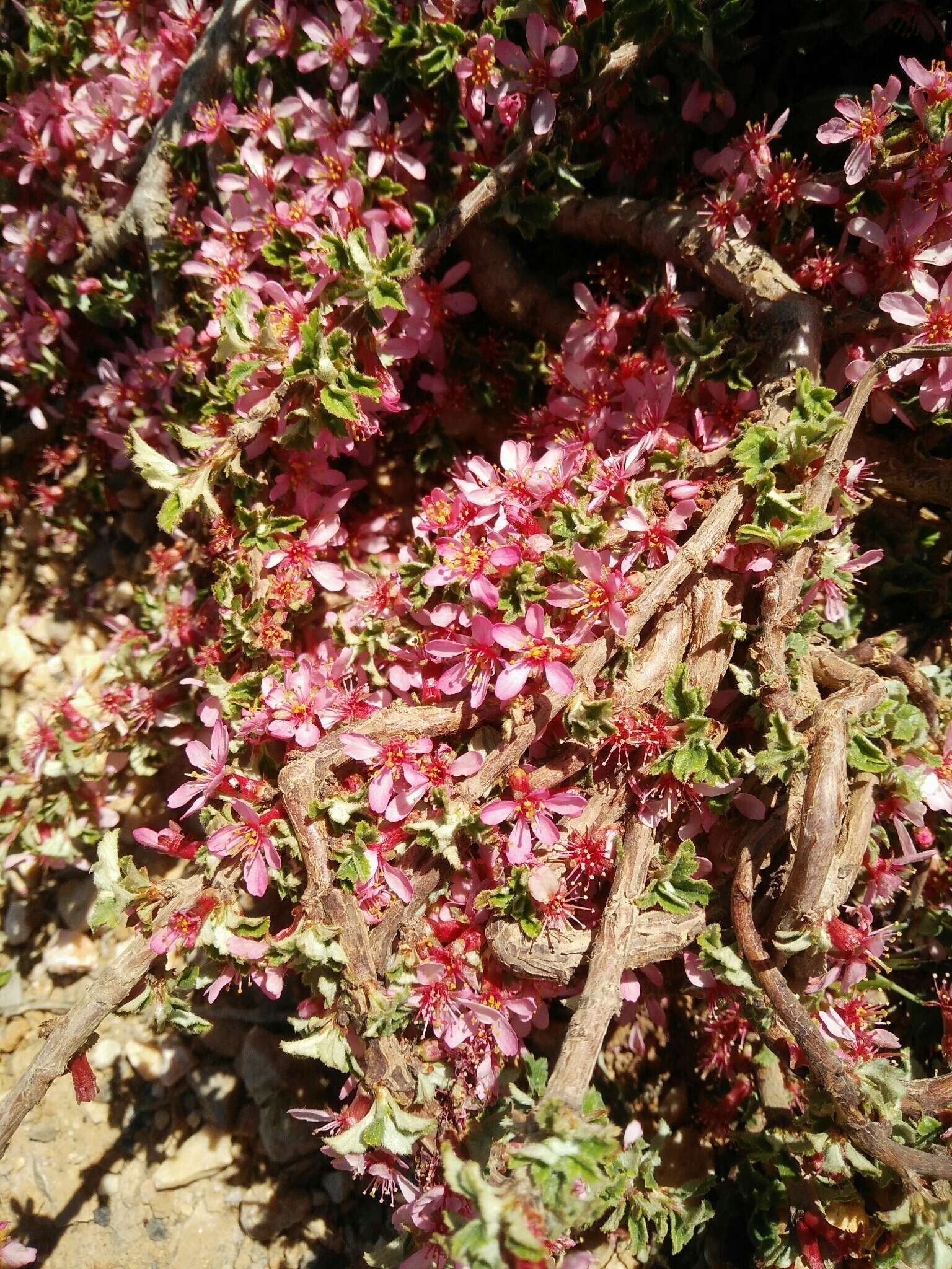 Image of Mountain cherry