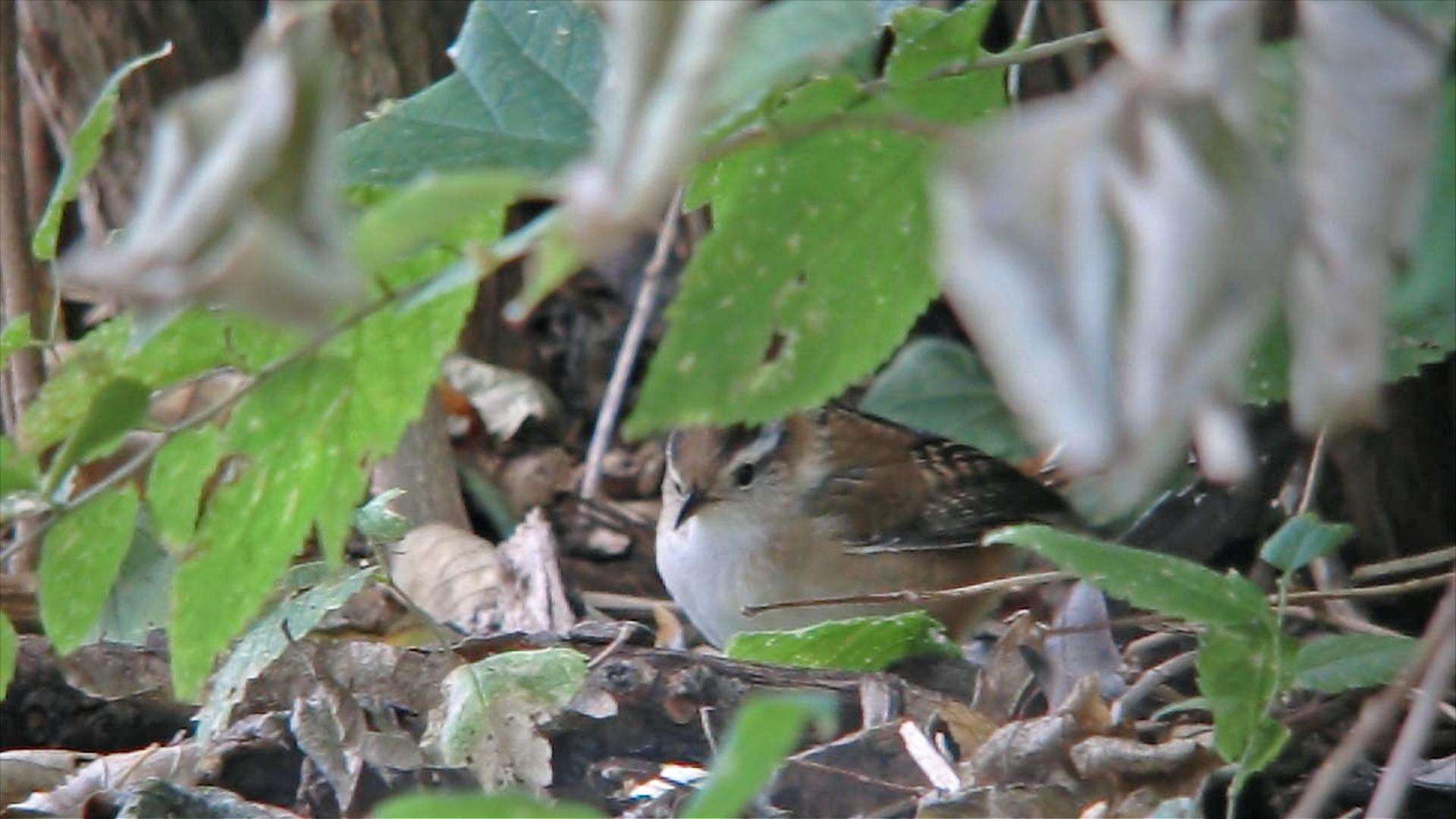 Image of Marsh Wren