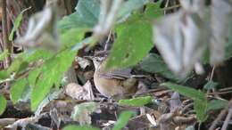 Image of Marsh Wren