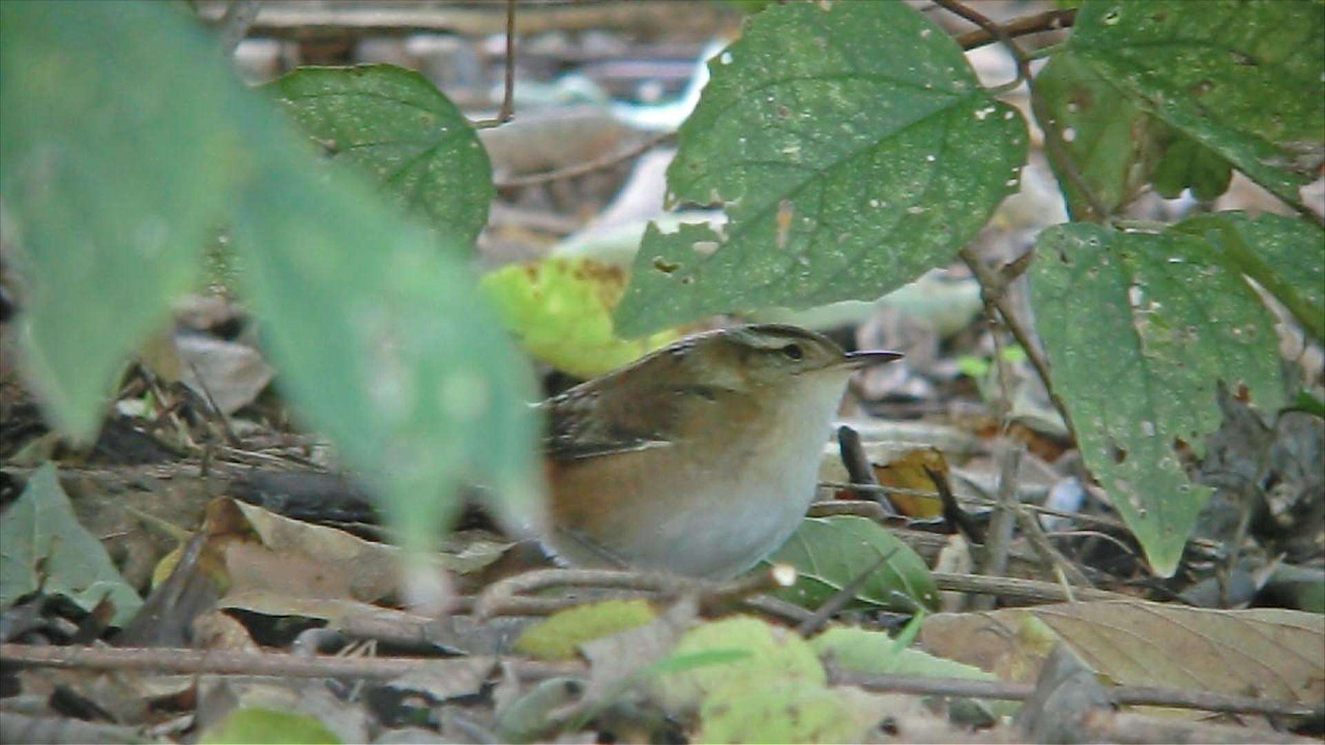 Image of Marsh Wren