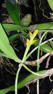 Image of Bulbophyllum auriflorum H. Perrier