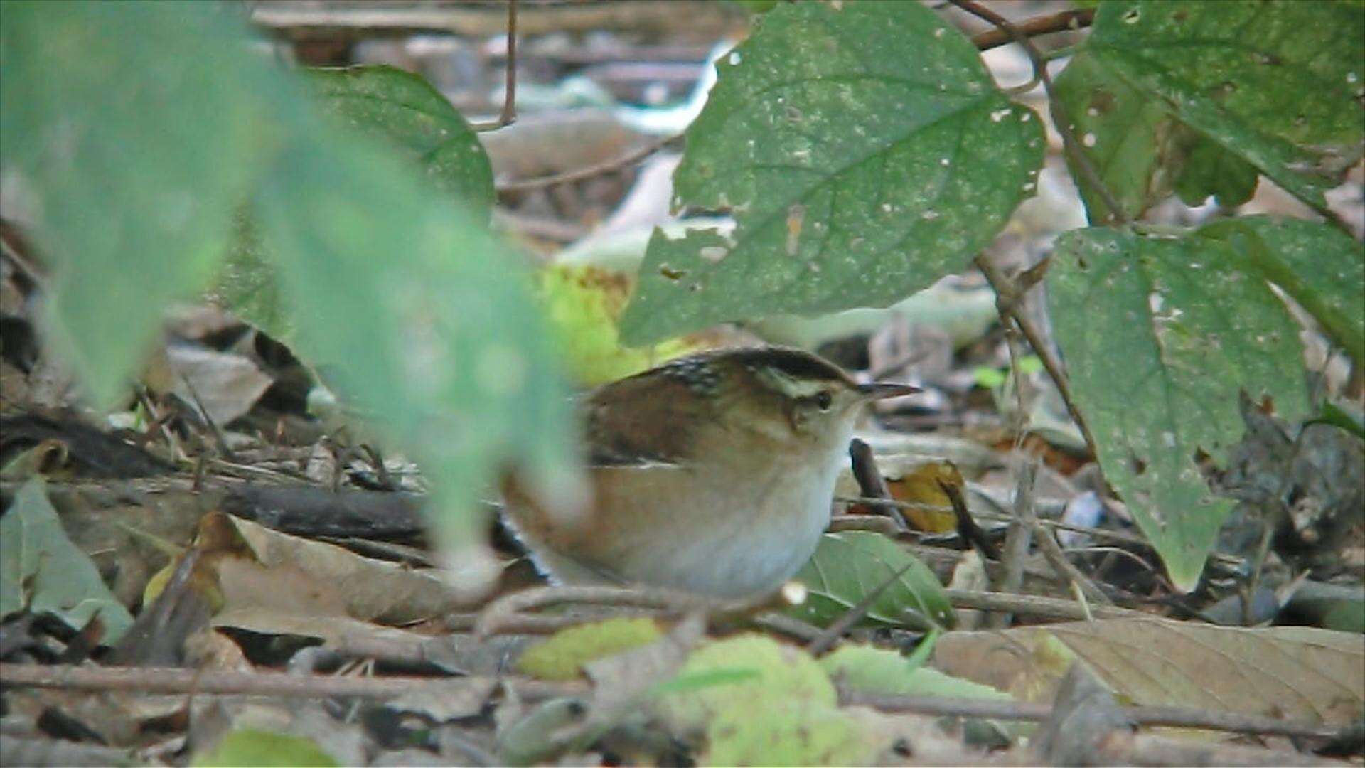 Image of Marsh Wren