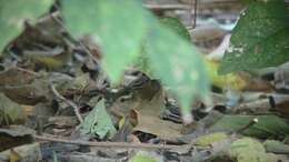 Image of Marsh Wren