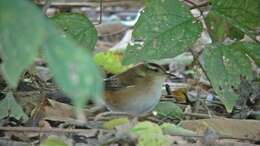 Image of Marsh Wren