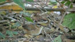 Image of Marsh Wren