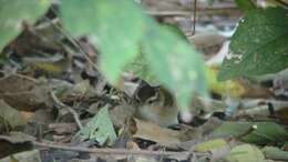 Image of Marsh Wren