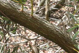 Image of coral gum