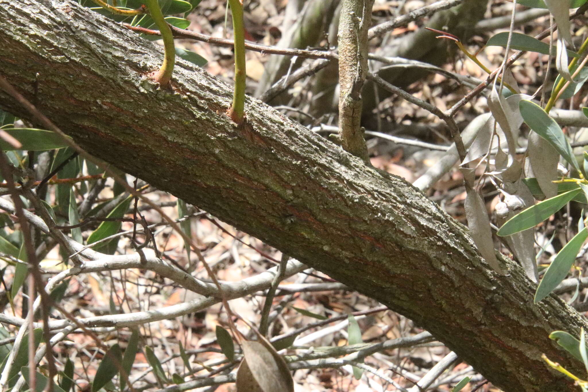 Слика од Eucalyptus torquata Luehm.