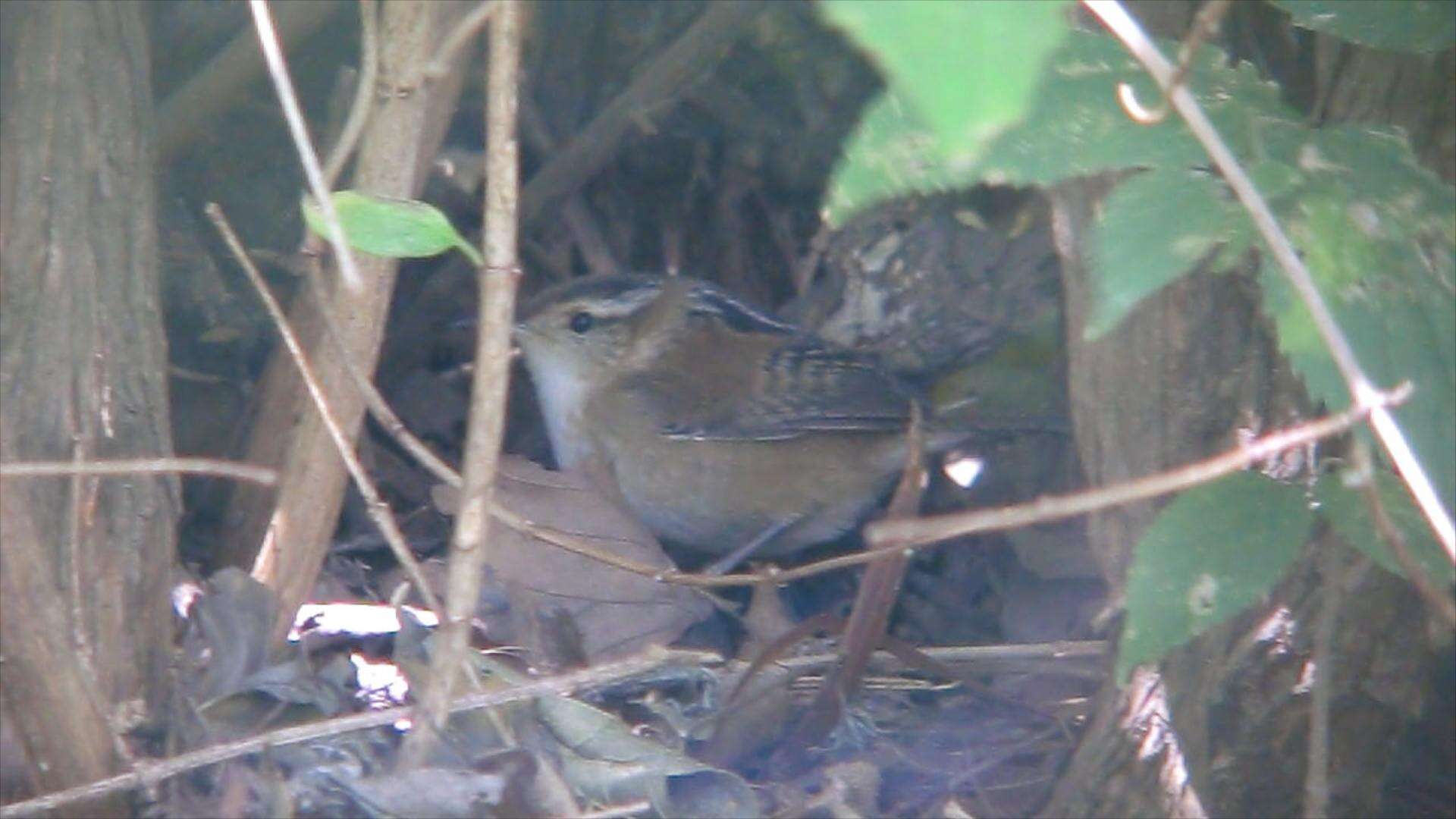 Image of Marsh Wren