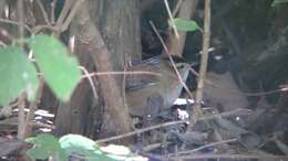 Image of Marsh Wren