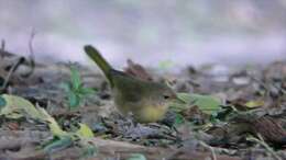 Image of Common Yellowthroat