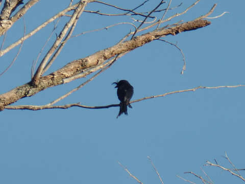 Image of Crested Drongo