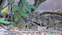 Geothlypis trichas (Linnaeus 1766) resmi