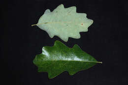 Image of hybrid oak