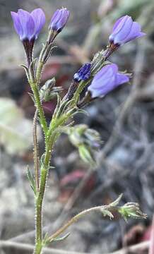 Image of greater yellowthroat gilia