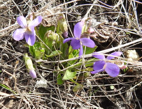 Image of Viola ambigua Waldst. & Kit.