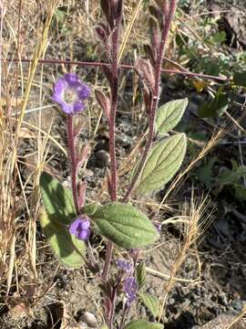 Image of Mariposa phacelia