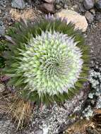 Image of Lobelia deckenii subsp. deckenii