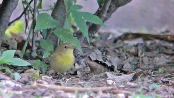 Geothlypis trichas (Linnaeus 1766) resmi