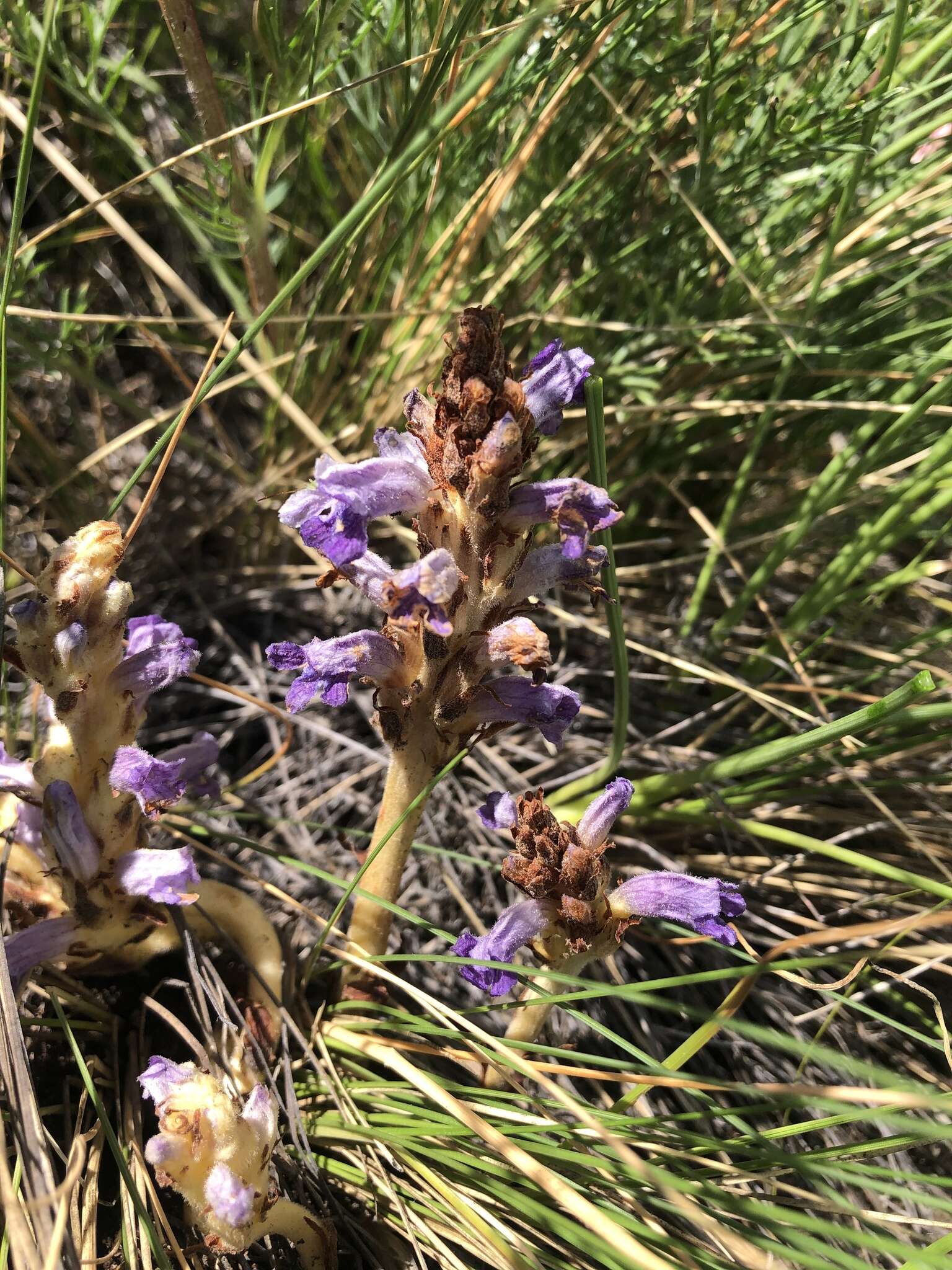 Image of Orobanche coerulescens Stephan