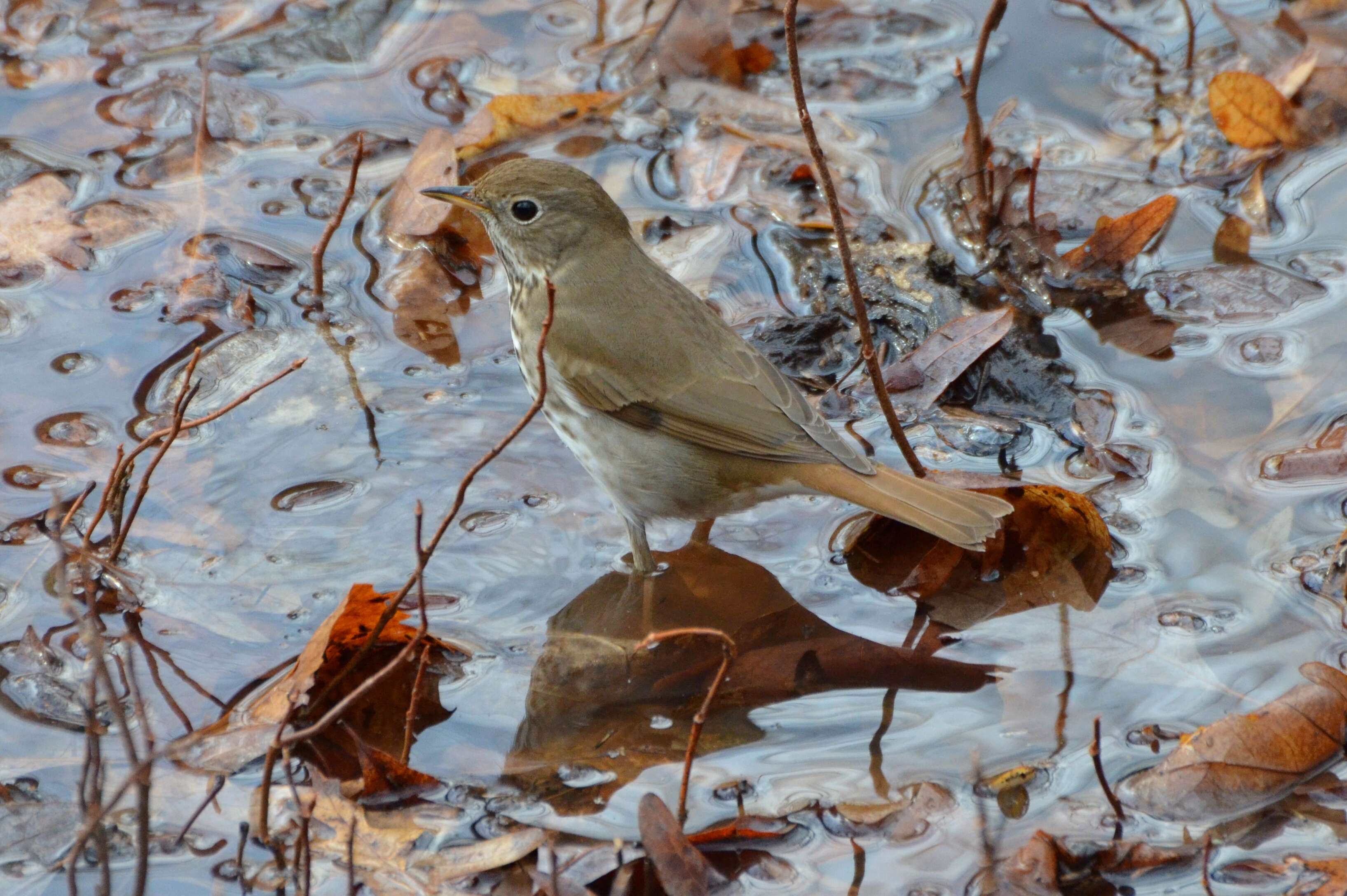 Image of Hermit Thrush