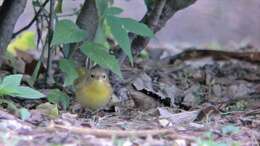 Geothlypis trichas (Linnaeus 1766) resmi