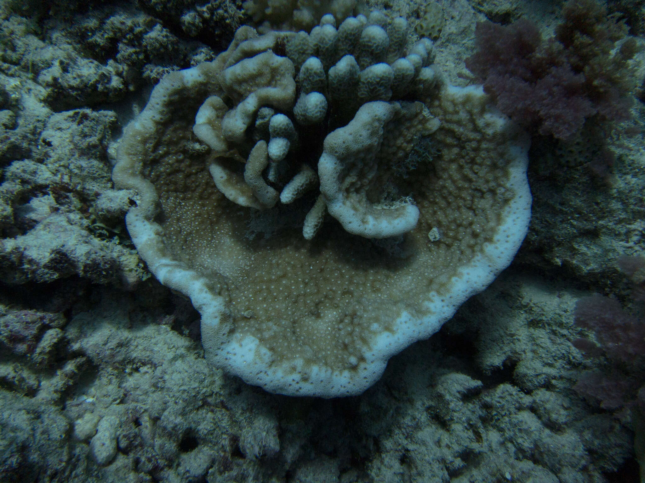 Image of pore coral