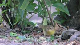 Image of Common Yellowthroat