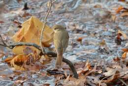 Image of Hermit Thrush