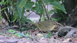 Geothlypis trichas (Linnaeus 1766) resmi