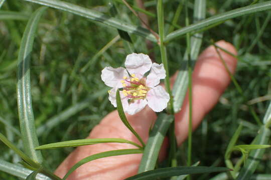 صورة Ammannia grayi S. A. Graham & Gandhi