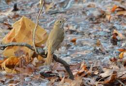 Image of Hermit Thrush