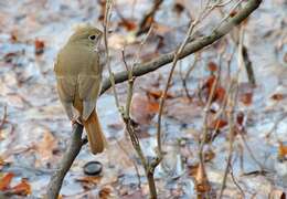 Image of Hermit Thrush