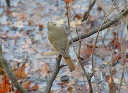 Image of Hermit Thrush